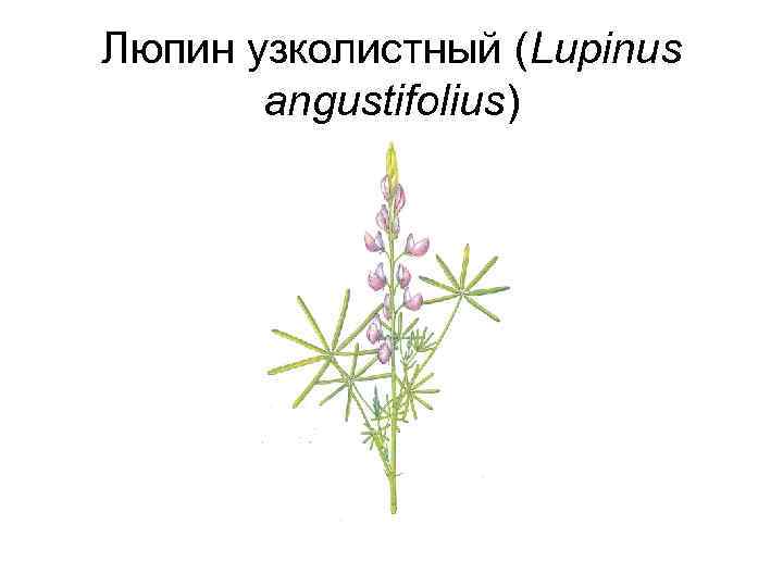 Люпин узколистный (Lupinus angustifolius) 