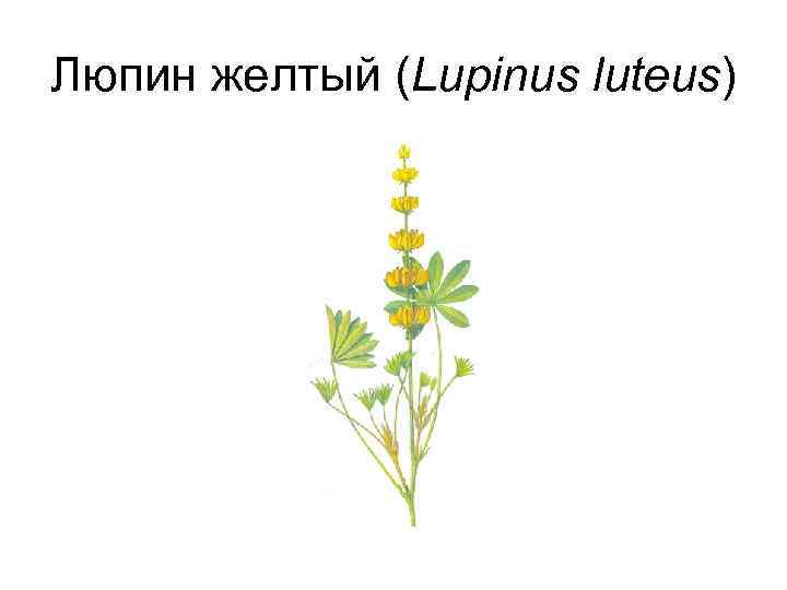 Люпин желтый (Lupinus luteus) 