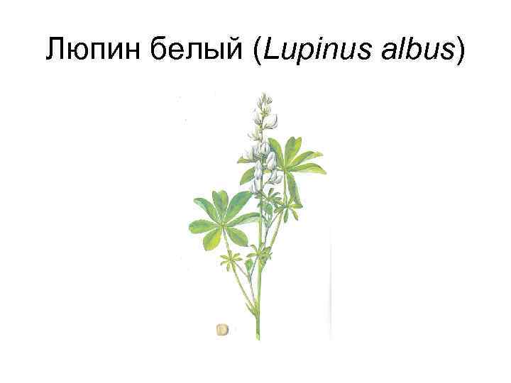 Люпин белый (Lupinus albus) 