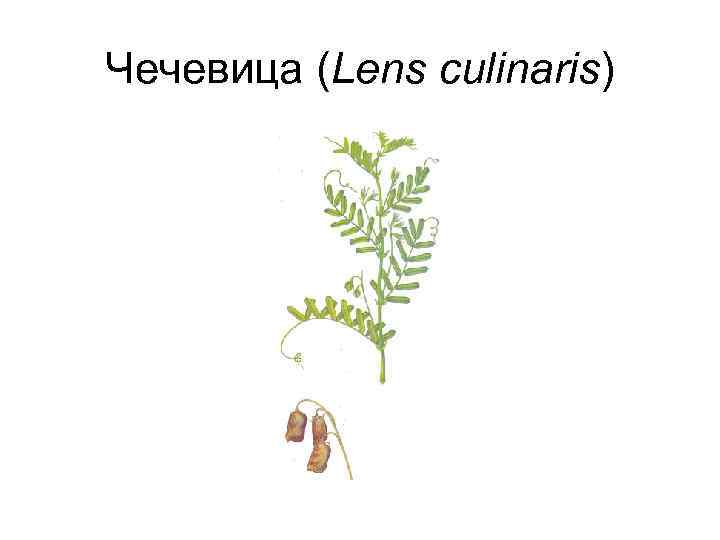 Чечевица (Lens culinaris) 