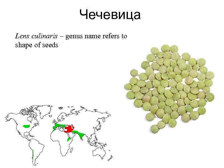 Чечевица Lens culinaris – genus name refers to shape of seeds 