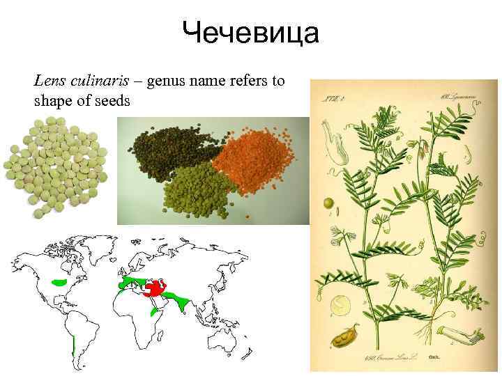 Чечевица Lens culinaris – genus name refers to shape of seeds 