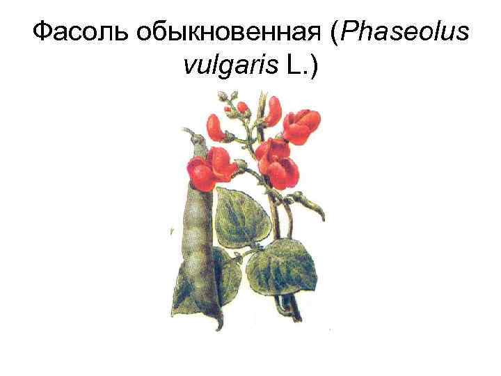 Фасоль обыкновенная (Phaseolus vulgaris L. ) 