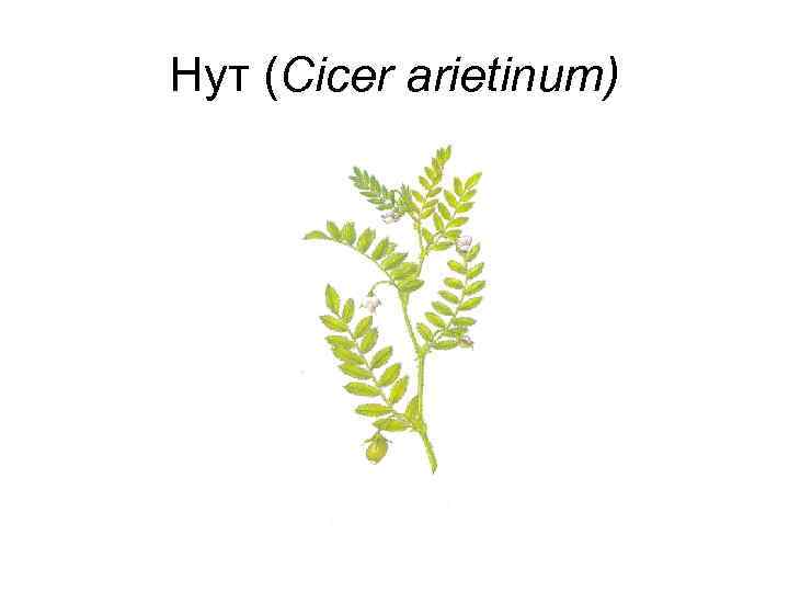 Нут (Cicer arietinum) 