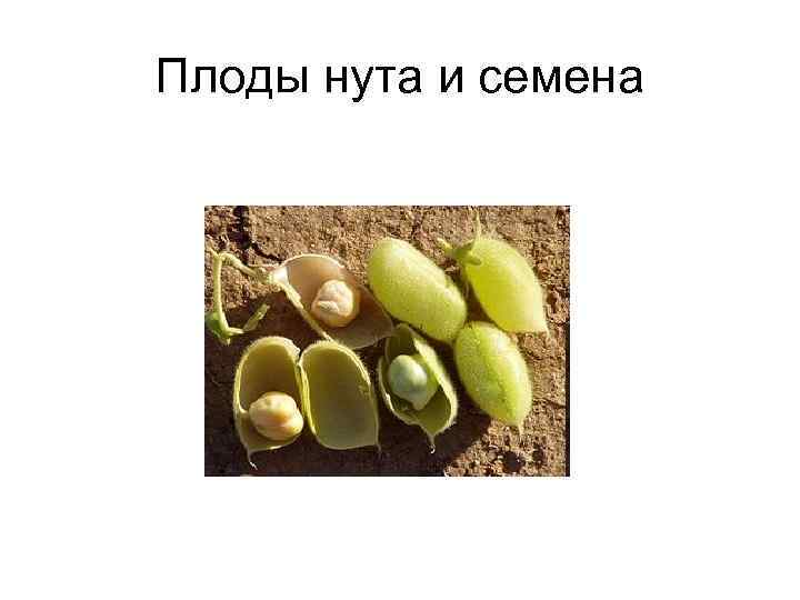 Плоды нута и семена 