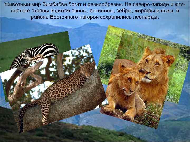 Животный мир Зимбабве богат и разнообразен. На северо-западе и юговостоке страны водятся слоны, антилопы,