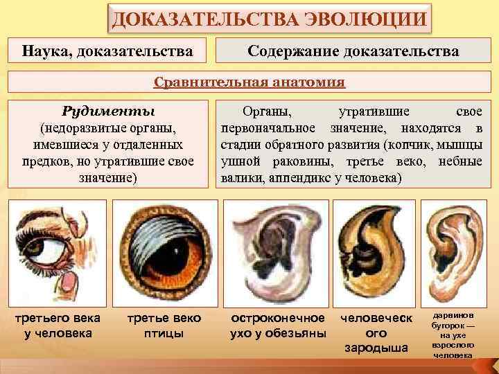 Доказательство происхождения человека от животных рудименты