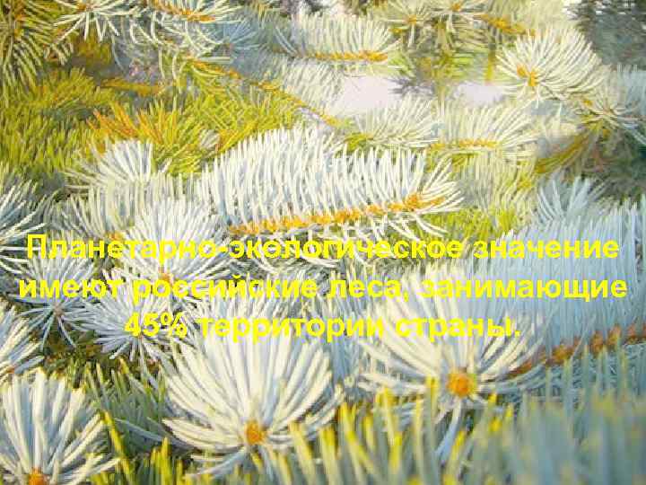 Планетарно-экологическое значение имеют российские леса, занимающие 45% территории страны. 