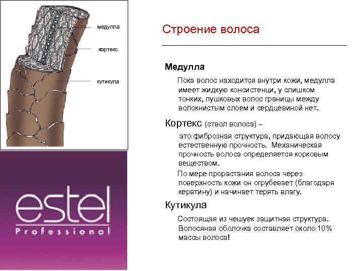 медулла Строение волоса Cтроение волоса кортекс кутикула Медулла Пока волос находится внутри кожи, медулла