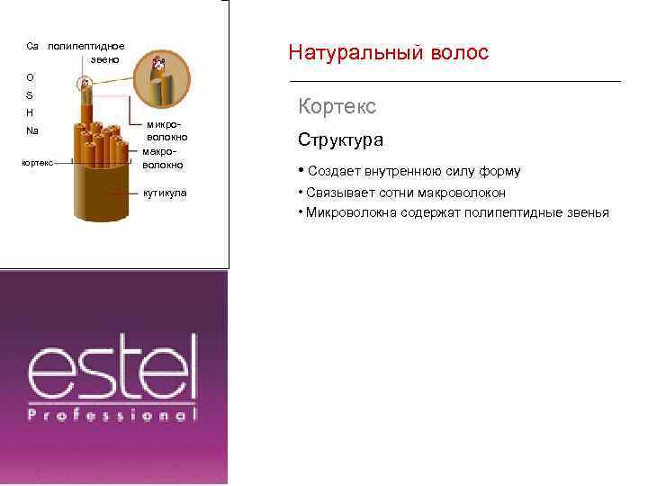 Натуральный волос Ca полипептидное звено O S H Na кортекс Кортекс микроволокно макроволокно кутикула