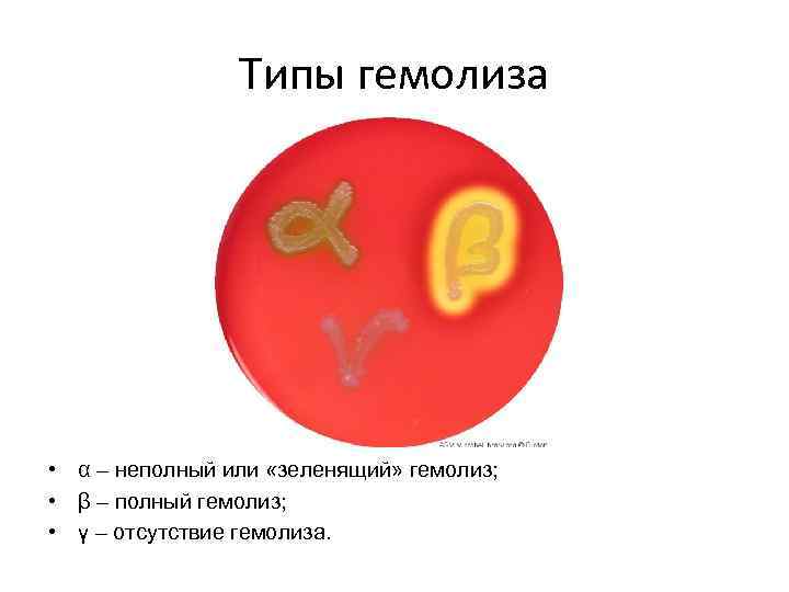 Типы гемолиза • α – неполный или «зеленящий» гемолиз; • β – полный гемолиз;