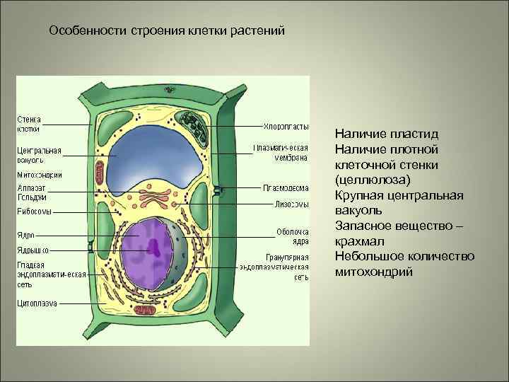 Наличие толстой клеточной оболочки пластид г и структуры обозначенной на рисунке буквой а впр