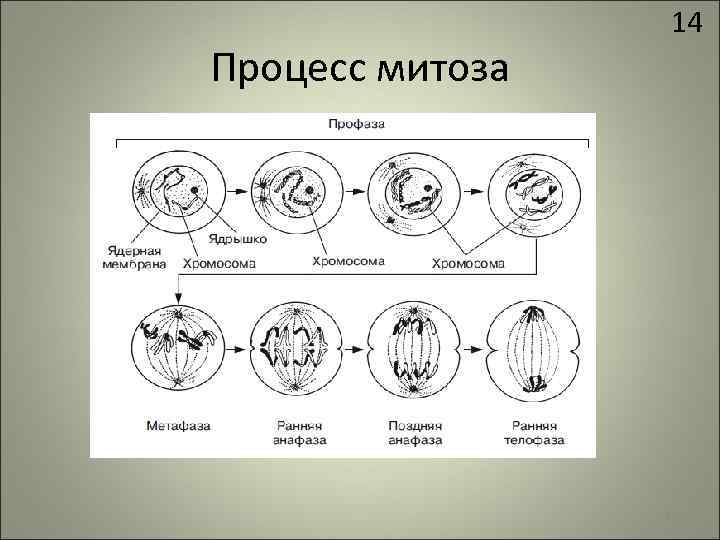 Процесс митоза 14 14 