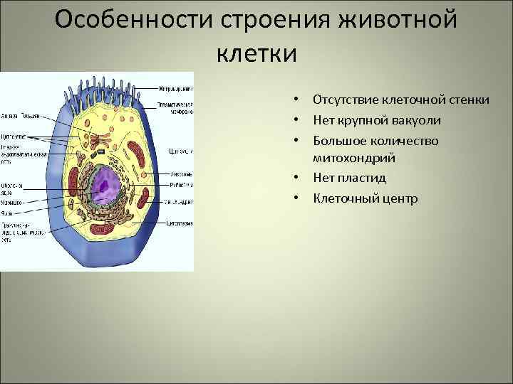 В животной клетке отсутствуют