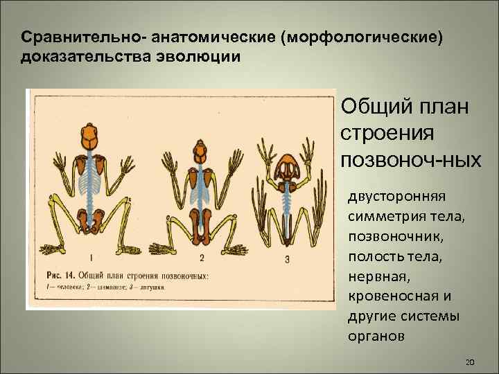 Анатомические доказательства. Сравнительно анатомические морфологические доказательства эволюции. Общий план строения позвоночных. Сравнительно морфологические доказательства. Anatolicheskie i morfologicheskie dokazatelstva evolyutsii.