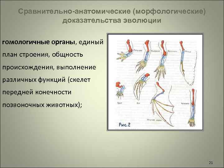 Морфологические доказательства эволюции