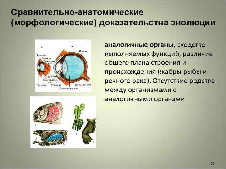 Сравнительно-анатомические (морфологические) доказательства эволюции аналогичные органы, сходство выполняемых функций, различие общего плана строения и