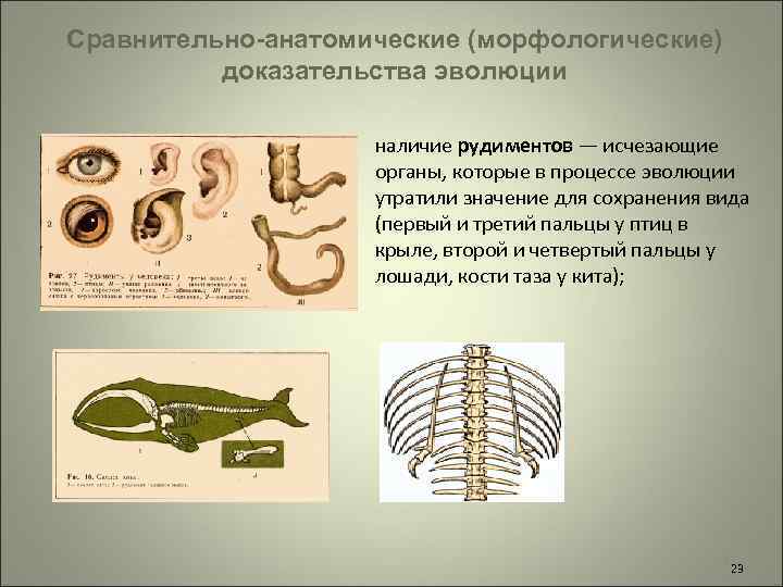 Сравнительно-анатомические (морфологические) доказательства эволюции наличие рудиментов — исчезающие органы, которые в процессе эволюции утратили