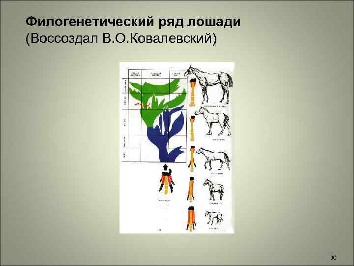 Филогенетический ряд лошади (Воссоздал В. О. Ковалевский) 30 30 
