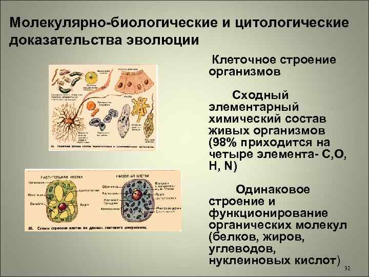 Молекулярно-биологические и цитологические доказательства эволюции Клеточное строение организмов Сходный элементарный химический состав живых организмов