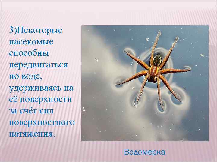 Каким образом некоторые. Насекомые удерживающиеся на поверхности воды. Насекомые движутся на воде. Поверхностное натяжение воды насекомые. Поверхностное натяжение жидкости клопа.