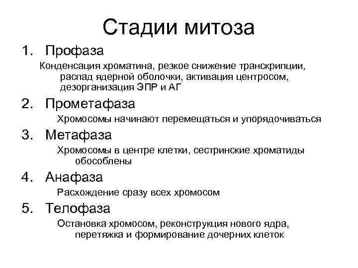 Стадии митоза 1. Профаза Конденсация хроматина, резкое снижение транскрипции, распад ядерной оболочки, активация центросом,