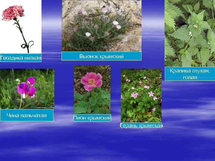 Гвоздика низкая Вьюнок крымский Крапива глухая, голая Чина пальчатая Пион крымский Герань крымская 
