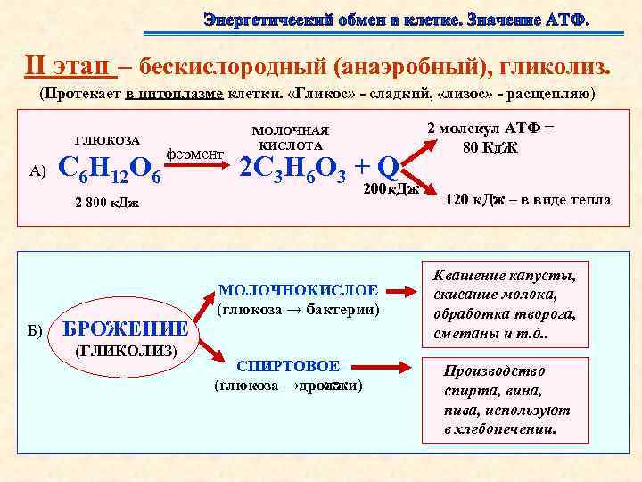 II этап – бескислородный (анаэробный), гликолиз. (Протекает в цитоплазме клетки. «Гликос» - сладкий, «лизос»
