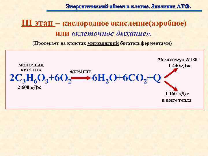 Подготовительный этап клеточного дыхания