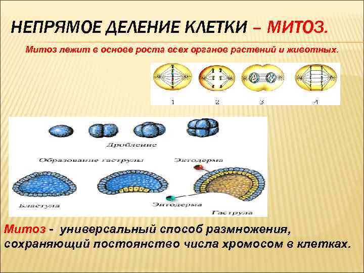 НЕПРЯМОЕ ДЕЛЕНИЕ КЛЕТКИ – МИТОЗ. Митоз лежит в основе роста всех органов растений и