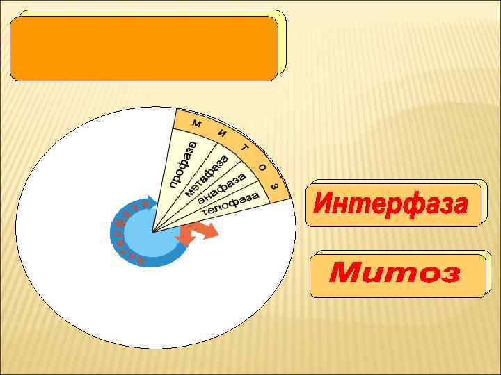Конце интерфазы. Интерфаза схема. Интерфаза дегеніміз не. Интерфаза рисунок. События интерфазы.