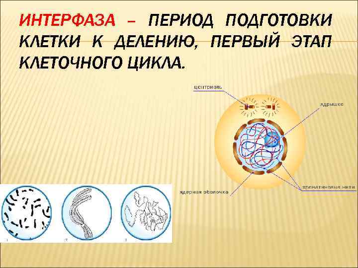 ИНТЕРФАЗА – ПЕРИОД ПОДГОТОВКИ КЛЕТКИ К ДЕЛЕНИЮ, ПЕРВЫЙ ЭТАП КЛЕТОЧНОГО ЦИКЛА. 