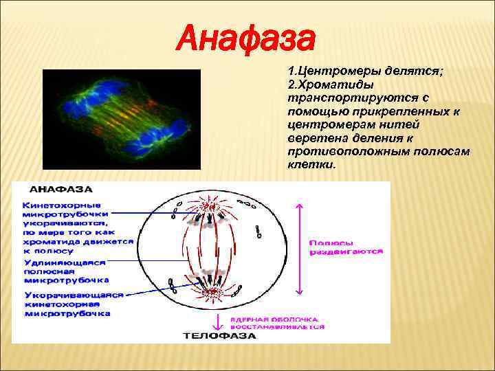 Анафаза 1. Центромеры делятся; 2. Хроматиды транспортируются с помощью прикрепленных к центромерам нитей веретена