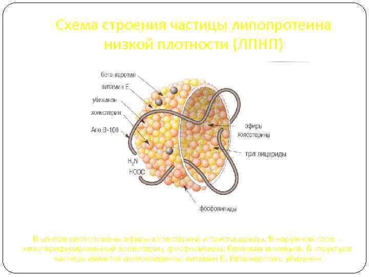 Строение частиц