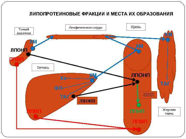 ЛИПОПРОТЕИНОВЫЕ ФРАКЦИИ И МЕСТА ИХ ОБРАЗОВАНИЯ Лимфатические сосуды Тонкий кишечник Кровь ХМ ХМ ХМ