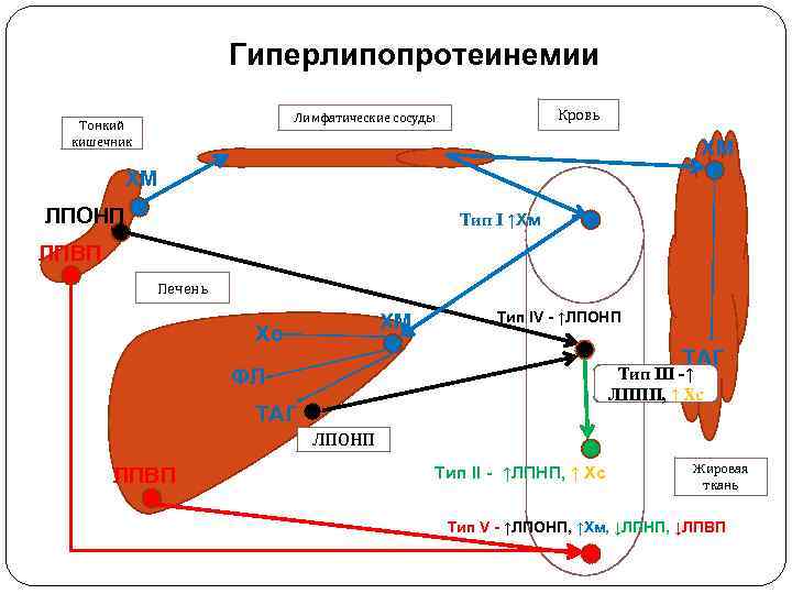 Гиперлипопротеинемии Кровь Лимфатические сосуды Тонкий кишечник ХМ ХМ ЛПОНП Тип I ↑Хм ЛПВП Печень