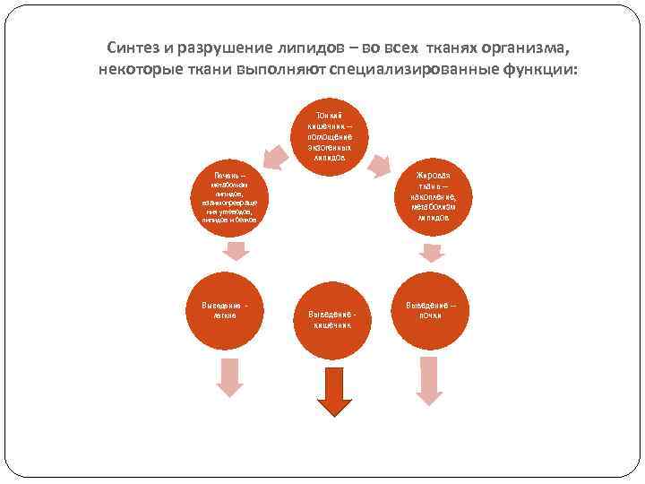Синтез и разрушение липидов – во всех тканях организма, некоторые ткани выполняют специализированные функции: