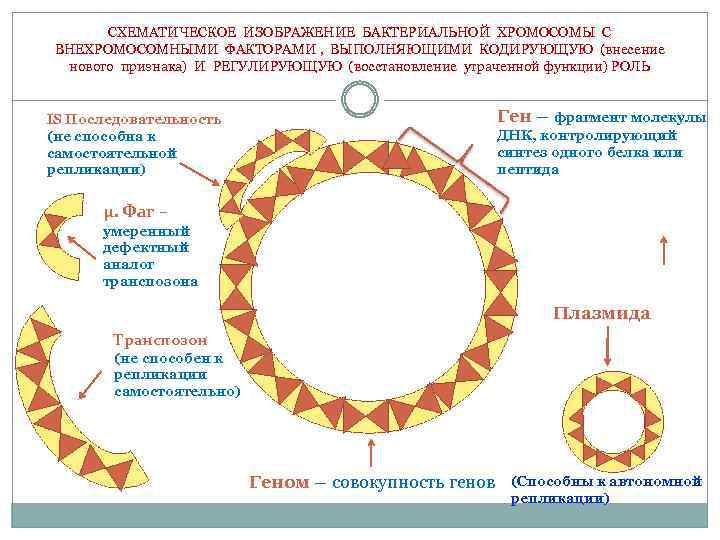  СХЕМАТИЧЕСКОЕ ИЗОБРАЖЕНИЕ БАКТЕРИАЛЬНОЙ ХРОМОСОМЫ С ВНЕХРОМОСОМНЫМИ ФАКТОРАМИ , ВЫПОЛНЯЮЩИМИ КОДИРУЮЩУЮ (внесение нового признака)