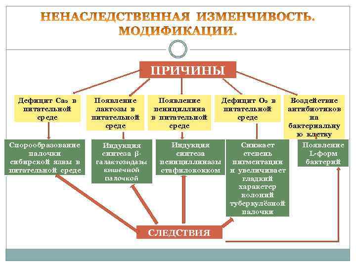  ПРИЧИНЫ Дефицит Са 2 в Появление Дефицит О 2 в Воздействие питательной лактозы