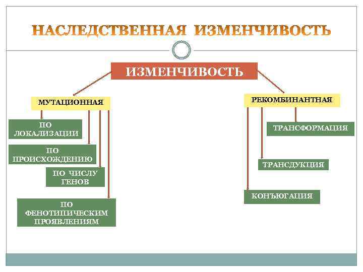  ИЗМЕНЧИВОСТЬ МУТАЦИОННАЯ РЕКОМБИНАНТНАЯ ПО ТРАНСФОРМАЦИЯ ЛОКАЛИЗАЦИИ ПО ПРОИСХОЖДЕНИЮ ТРАНСДУКЦИЯ ПО ЧИСЛУ ГЕНОВ КОНЪЮГАЦИЯ