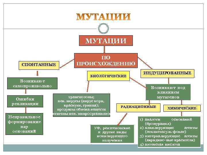  МУТАЦИИ ПО СПОНТАННЫЕ ПРОИСХОЖДЕНИЮ ИНДУЦИРОВАННЫЕ БИОЛОГИЧЕСКИЕ Возникают самопроизвольно Возникают под влиянием Ошибки транспозоны;