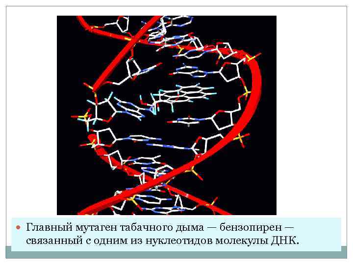  Главный мутаген табачного дыма — бензопирен — связанный с одним из нуклеотидов молекулы