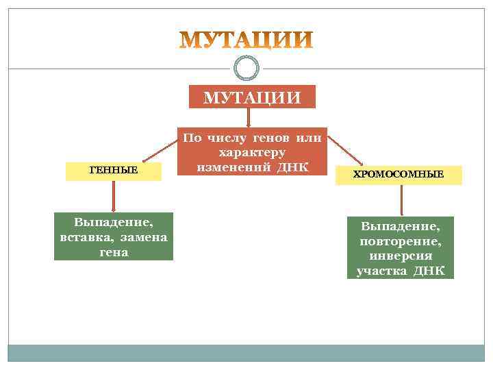  МУТАЦИИ По числу генов или характеру ГЕННЫЕ изменений ДНК ХРОМОСОМНЫЕ Выпадение, Выпадение, вставка,