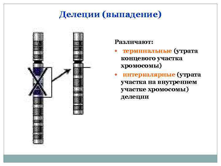 Делеции (выпадение) Различают: терминальные (утрата концевого участка хромосомы) интеркалярные (утрата участка на внутреннем участке