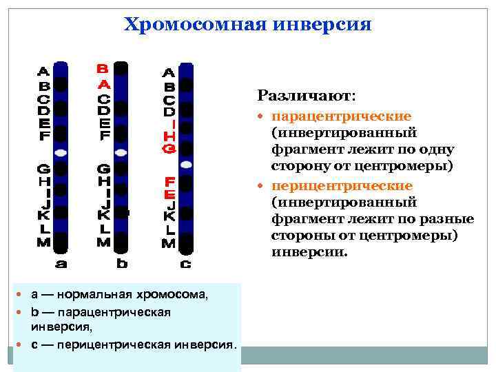  Хромосомная инверсия Различают: парацентрические (инвертированный фрагмент лежит по одну сторону от центромеры) перицентрические