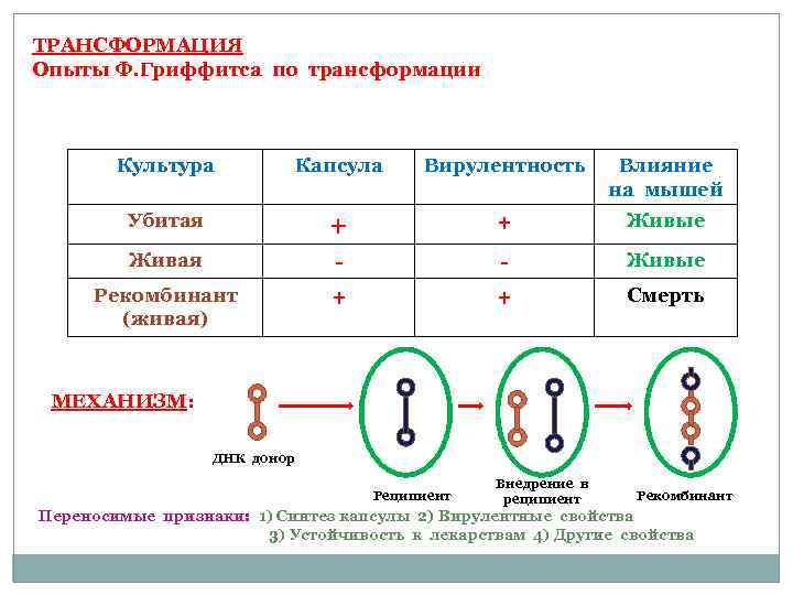 ТРАНСФОРМАЦИЯ Опыты Ф. Гриффитса по трансформации Культура Капсула Вирулентность Влияние на мышей Убитая +