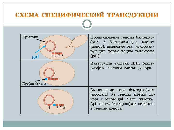 Нуклеоид Проникновение генома бактерио- фага в бактериальную клетку (донор), имеющую ген, контроли- рующий ферментацию