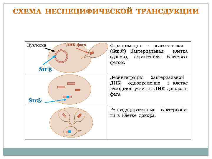 Нуклеоид ДНК фага Стрептомицин - резистентная (Str®) бактериальная клетка (донор), зараженная бактерио- фагом. Str®