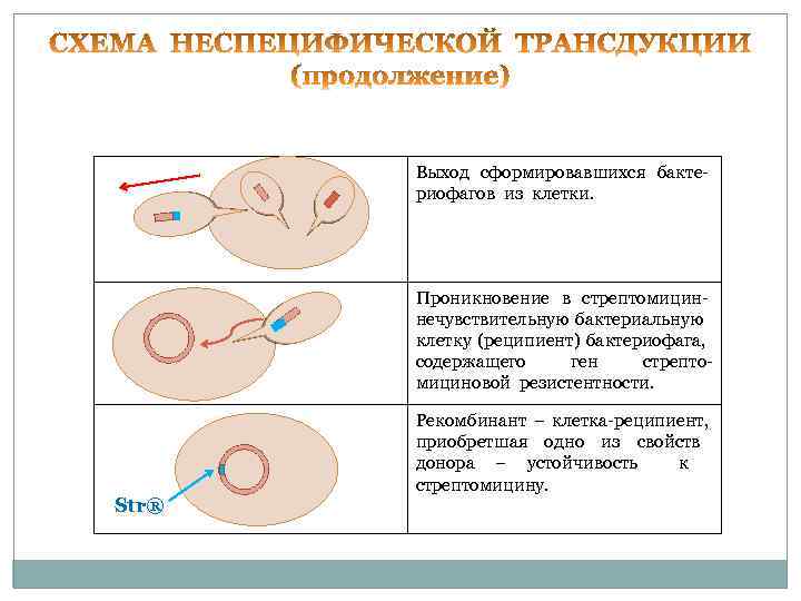  Выход сформировавшихся бакте- риофагов из клетки. Проникновение в стрептомицин- нечувствительную бактериальную клетку (реципиент)