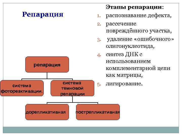  Этапы репарации: Репарация 1. распознавание дефекта, 2. рассечение повреждённого участка, 3. удаление «ошибочного»